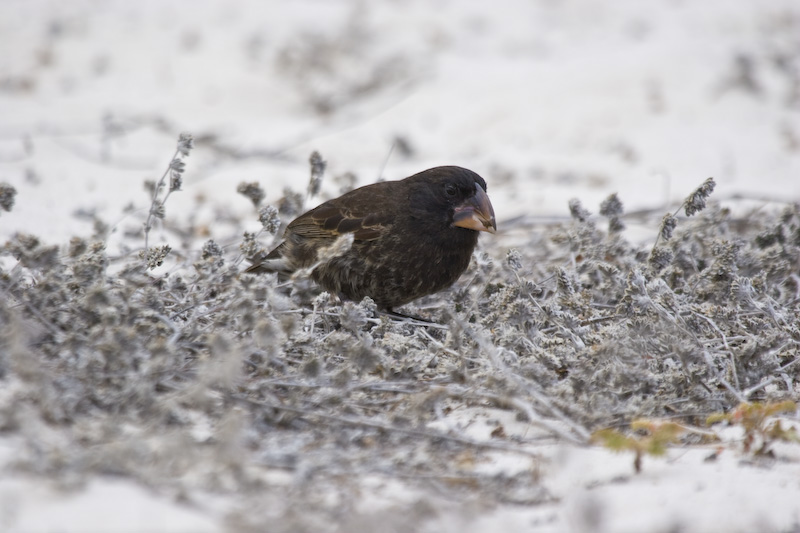 Large Cactus Finch